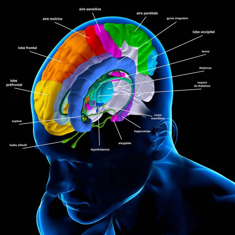 Areas of the brain