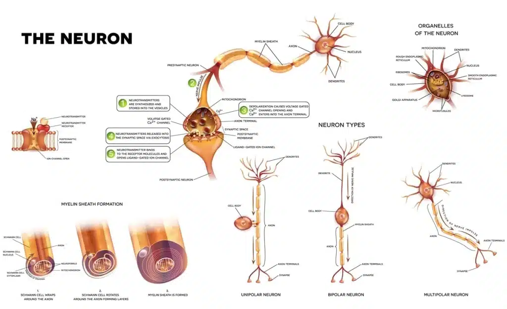 Neuron, Myelin Sheaths