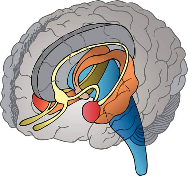 Areas of the Brain